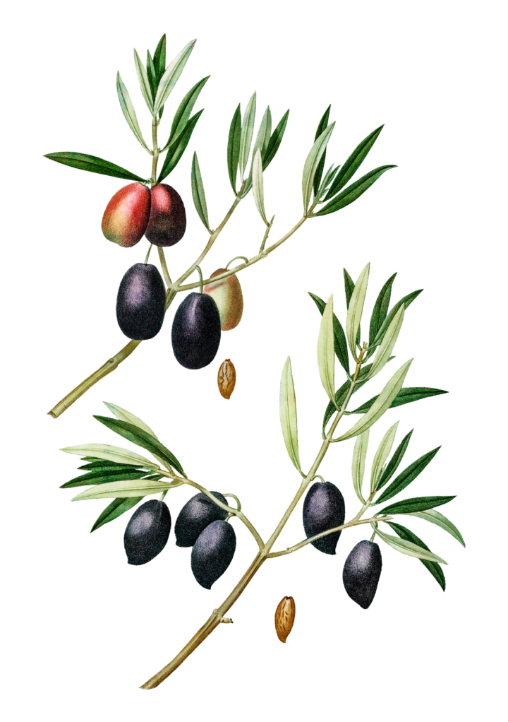 olive-tree-branch-transparent-png